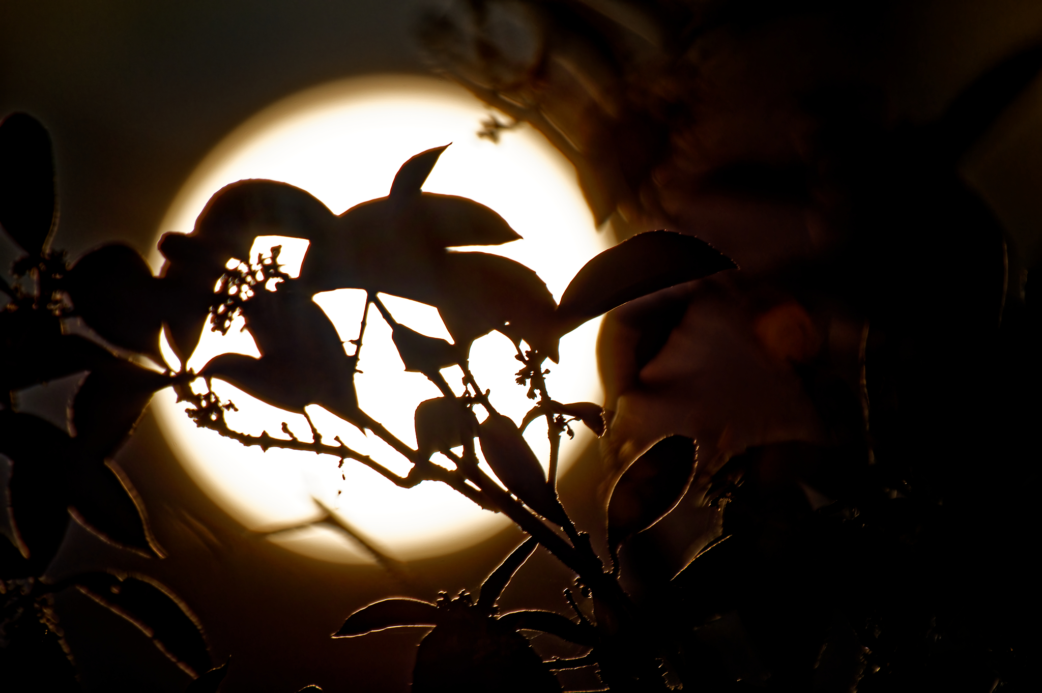 Full moon 1