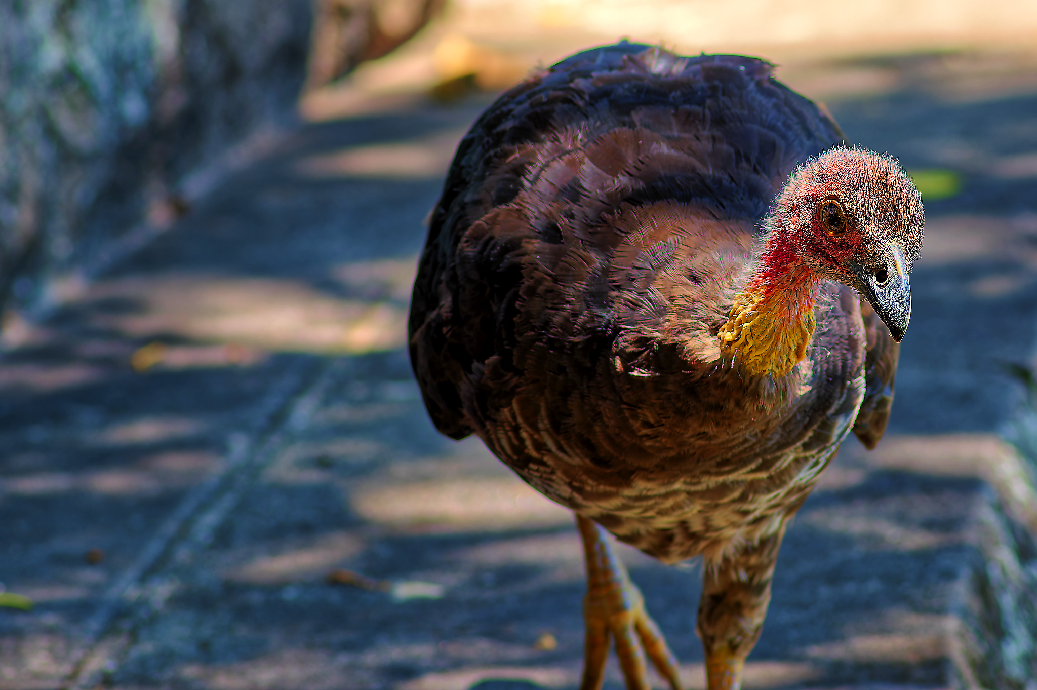 Wild turkey